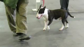 Post Graduate Dog Miniature Bull Terriers Paignton Championship Dog Show 060816