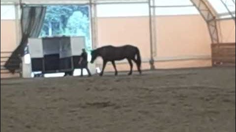 Monte - trailer loading at liberty