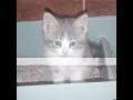 my cats