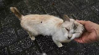 夕立に降られた後の公園に行ってみると野良猫達からの熱烈な歓迎を受ける（続き）