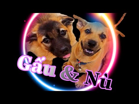 Lý do chó con dễ bị bệnh đường ruột.