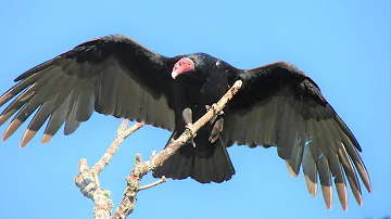 ¿Cómo se llama el pájaro que tiene la cabeza roja?