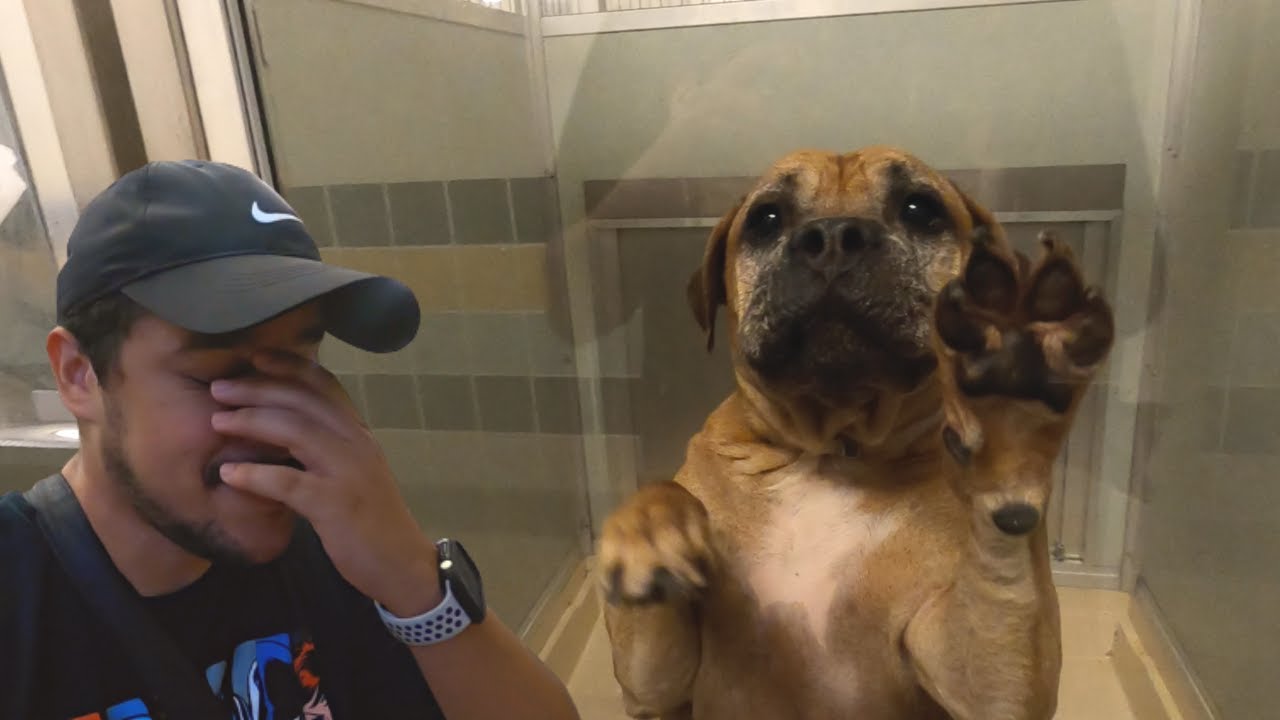 The MiamiDade Adoption Center Is Overcrowded! YouTube