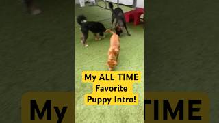 🐾 Puppy Meets GSD… And Nobody Cares