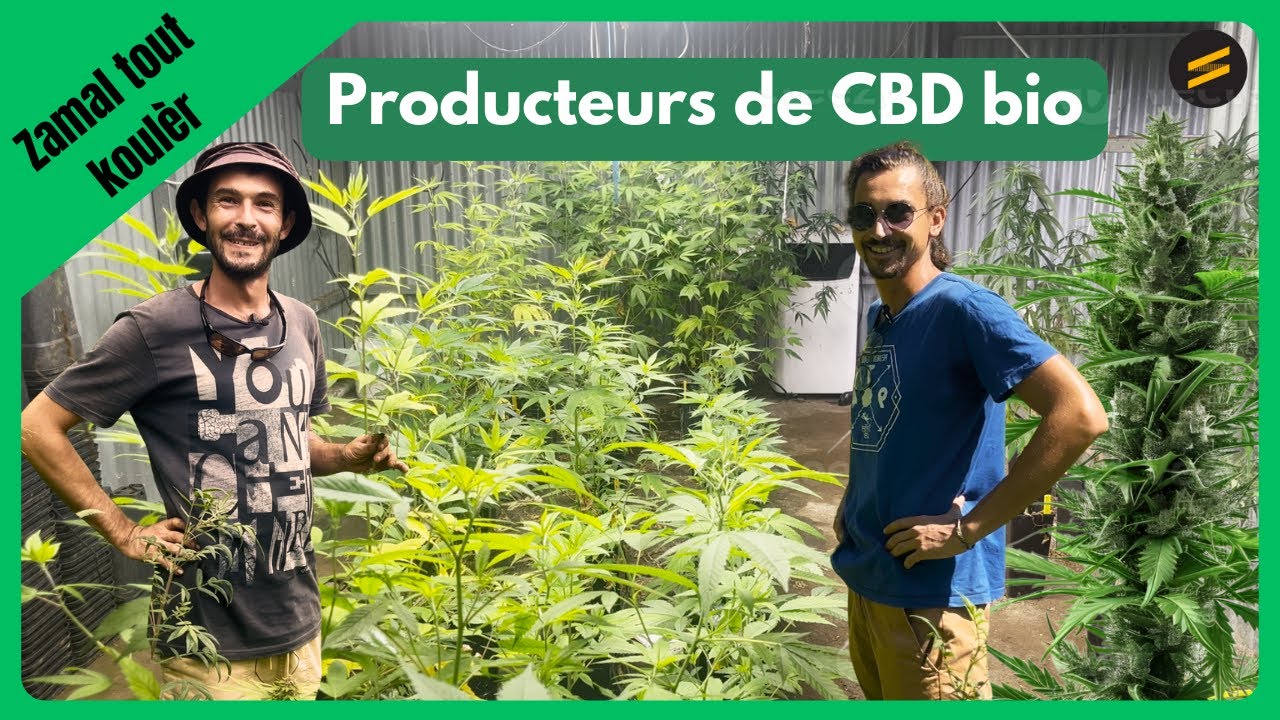 Visite d'une plantation de CBD à La Réunion, vainqueurs de la cannabis cup 2025[ Zamal tout koulèr ]