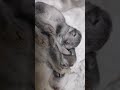 Baby Rabbit cute sleeping 😴😴😴😴😴😴☺️☺️☺️☺️☺️☺️☺️☺️☺️☺️