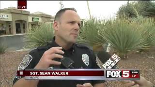 Chicken Decoy Crosswalk Safety Live Shot
