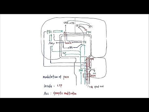 통증을 이해하기위한 가장 중요한 브레인그림(2)