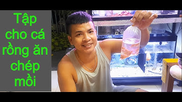 Tập cho cá rồng ăn chép mồi