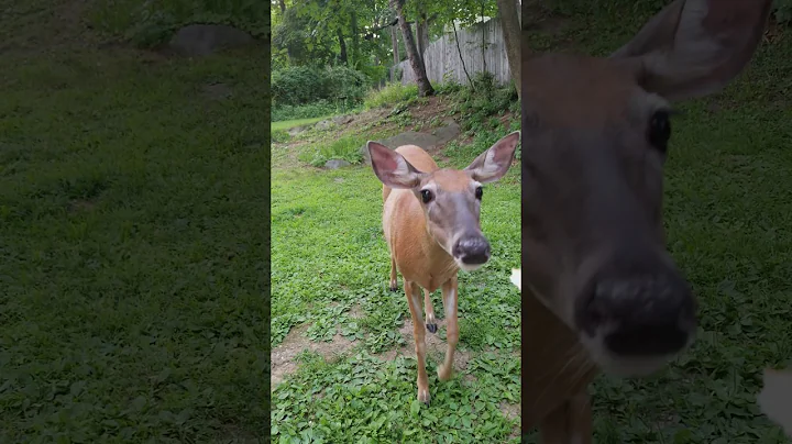 Deer feeding