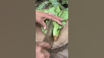 the correct process of processing lettuce leaves #construction #popular #constructionchannel