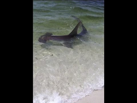 Navarre Beach Shark! - YouTube