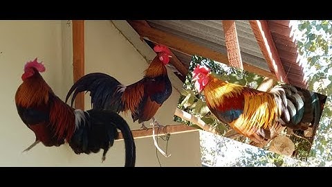 ไก่ต่อเสียงดี qaib dib qua zoo