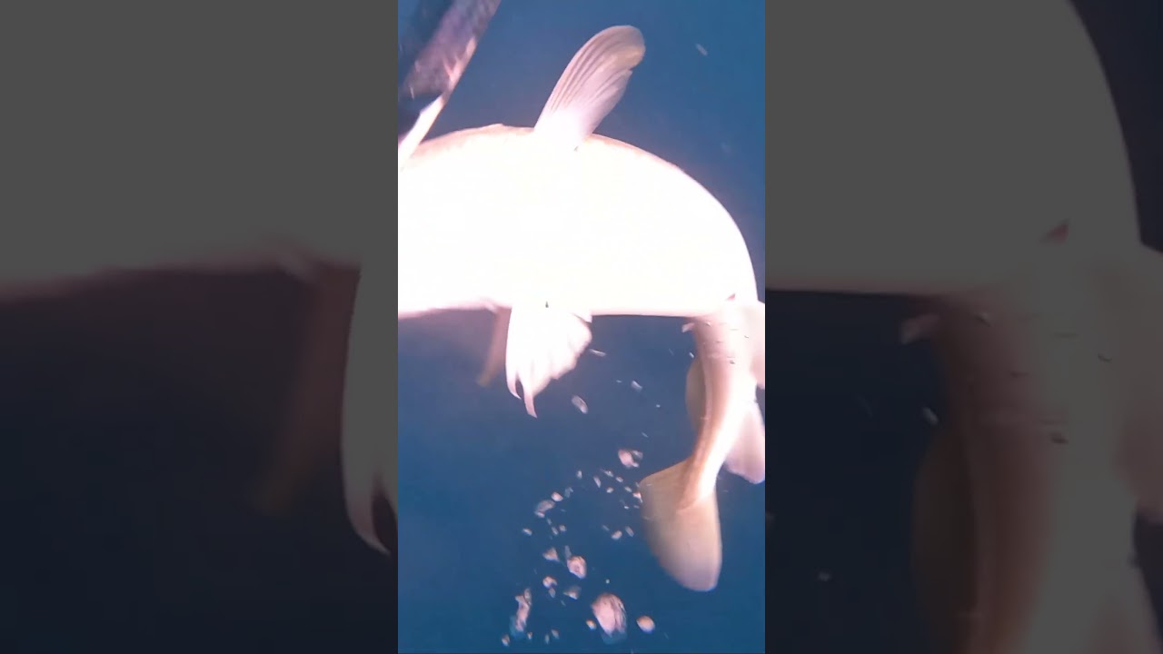 ТРЕСКА В СЕВЕРНОМ МОРЕ 