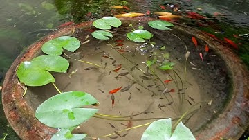 Nuôi cá bảy màu, cá trân châu, cá đuôi kiếm và cá mún trong hồ xi măng