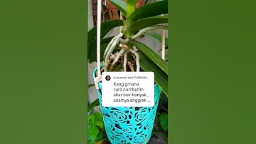 Cara Agar akar anggrek tumbuh banyak