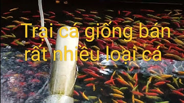 Đi sóc Trăng mua cá lóc con đầu nhím về nuôi...trại cá giống bán rất nhiều loại cá đẹp....