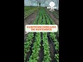 🌿 SoLawi-Gartenrundgang im November – Tunnelaction! 💪
