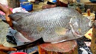 Big koi koral Fish cutting skills || Skinning and Cutting By Expert Fish Cutter In fish market BD
