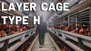 100,000 Layer Chickens Farm Controlled By One Staff ?