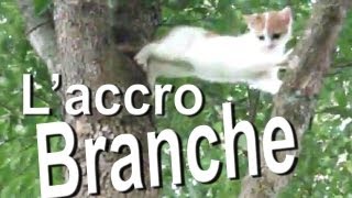 L'ACCROBRANCHE - PAROLE DE CHAT