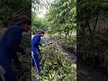 Lelek panen kopi nih boss #farming #agrikultur #automobile #teknikpertanian #pertanian