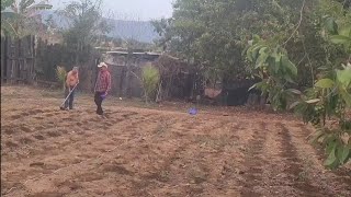 Despues de cembrar maíz  en contre  esto miren!