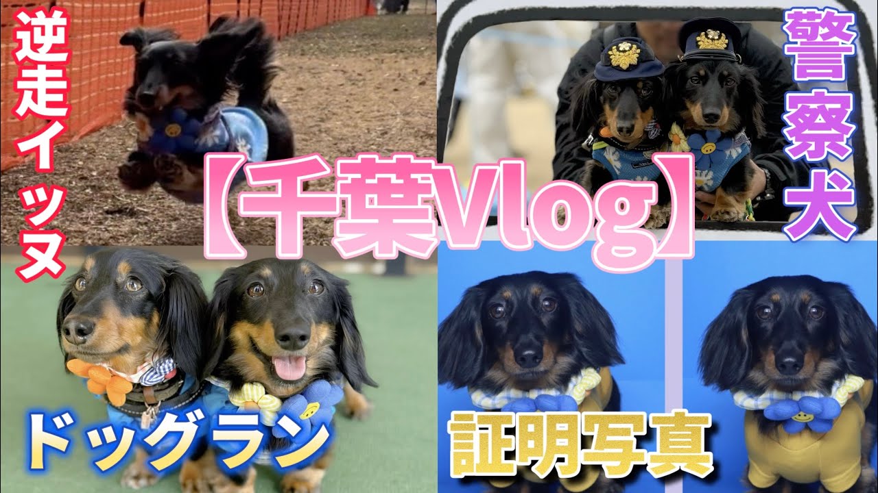 【大事件】ドッグレースで、また悲劇が起きた