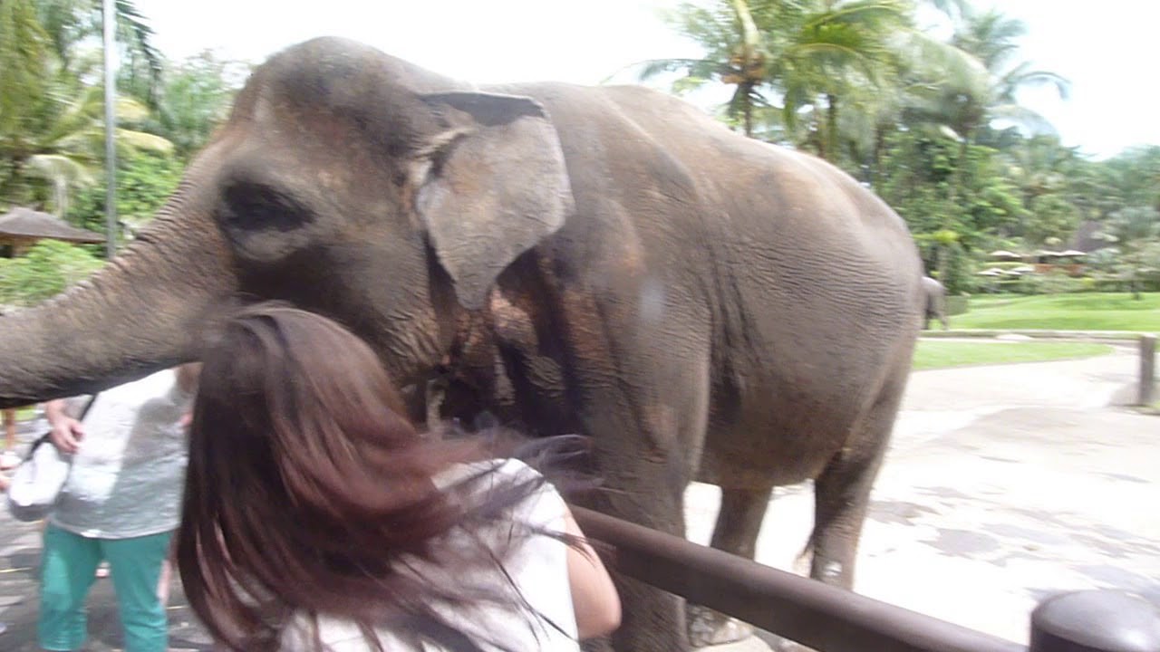 Bali - Bali Zoo - elephant ride - YouTube