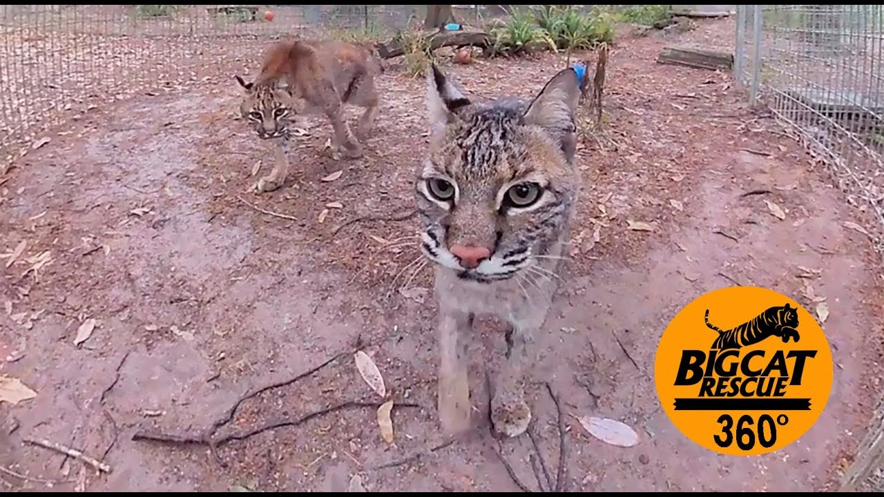 leopard print 360VR~ Meet Sioux & Lakota