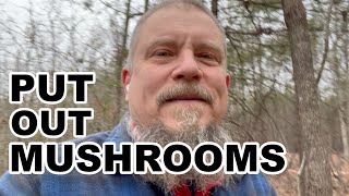 Getting the Lions Mane out to the Woods
