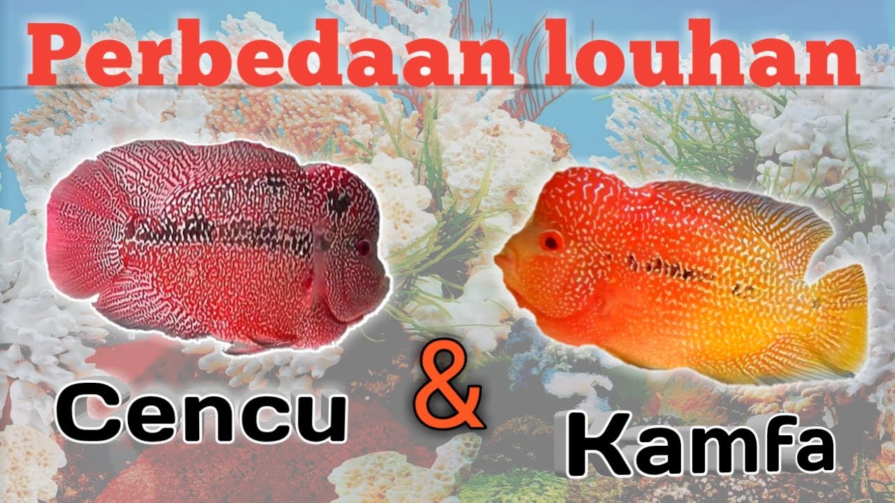 Perbedaan Ikan Louhan Cencu, Kamfa, dan Golden Base