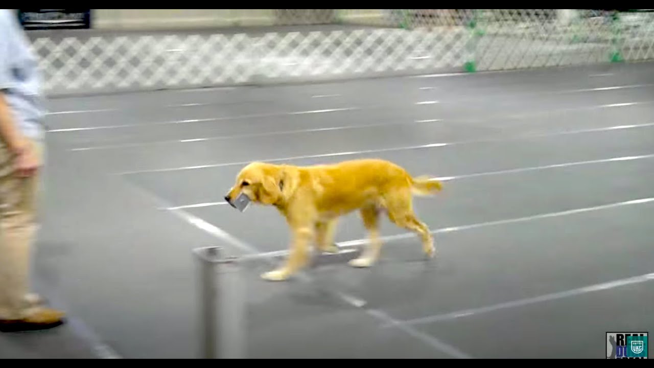 2012 UKC PREMIER - Official Video | United Kennel Club