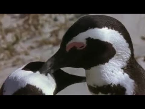 The Season of Love | Mountain of the Sea | BBC Earth
