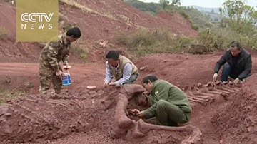 Jurassic period dinosaur fossil discovered in southwest China