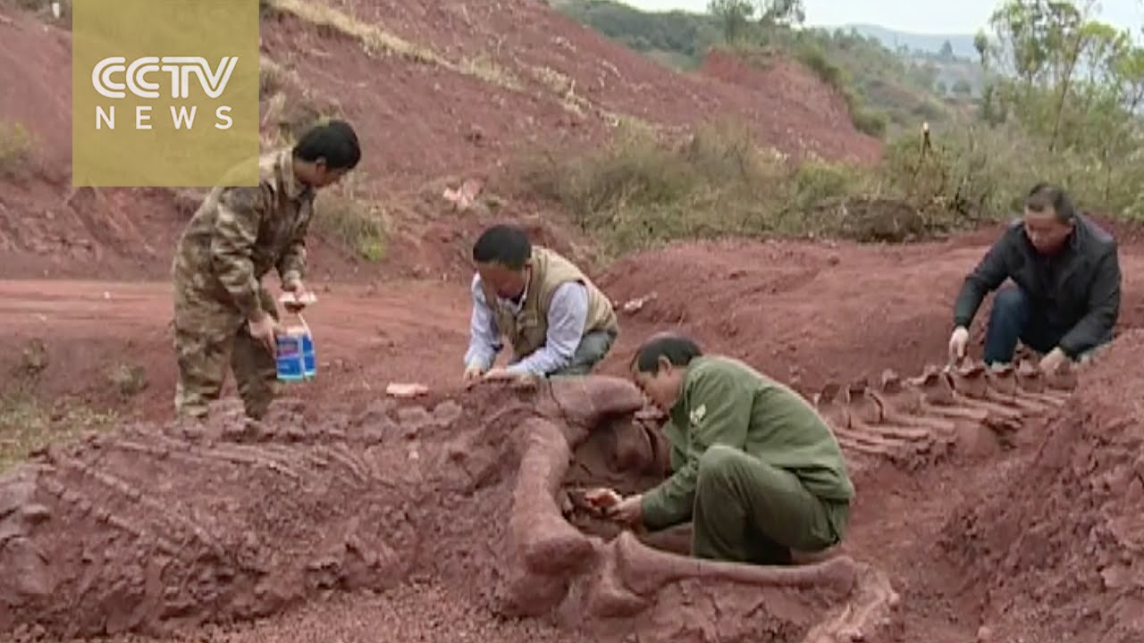 Jurassic period dinosaur fossil discovered in southwest China YouTube
