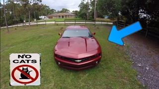 How to stop cats from getting on your car... REALLY WORKS!!