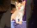 Clean white 🤍😻 #cat #white #adorably #kitten #family #catlife #shorts