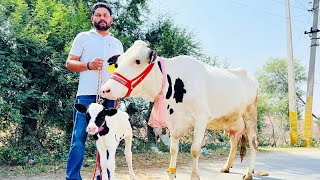 टॉप कीं गाये मात्र 50,000 में ख़रीदे ॥ 40 HF cows for sale in Punjab