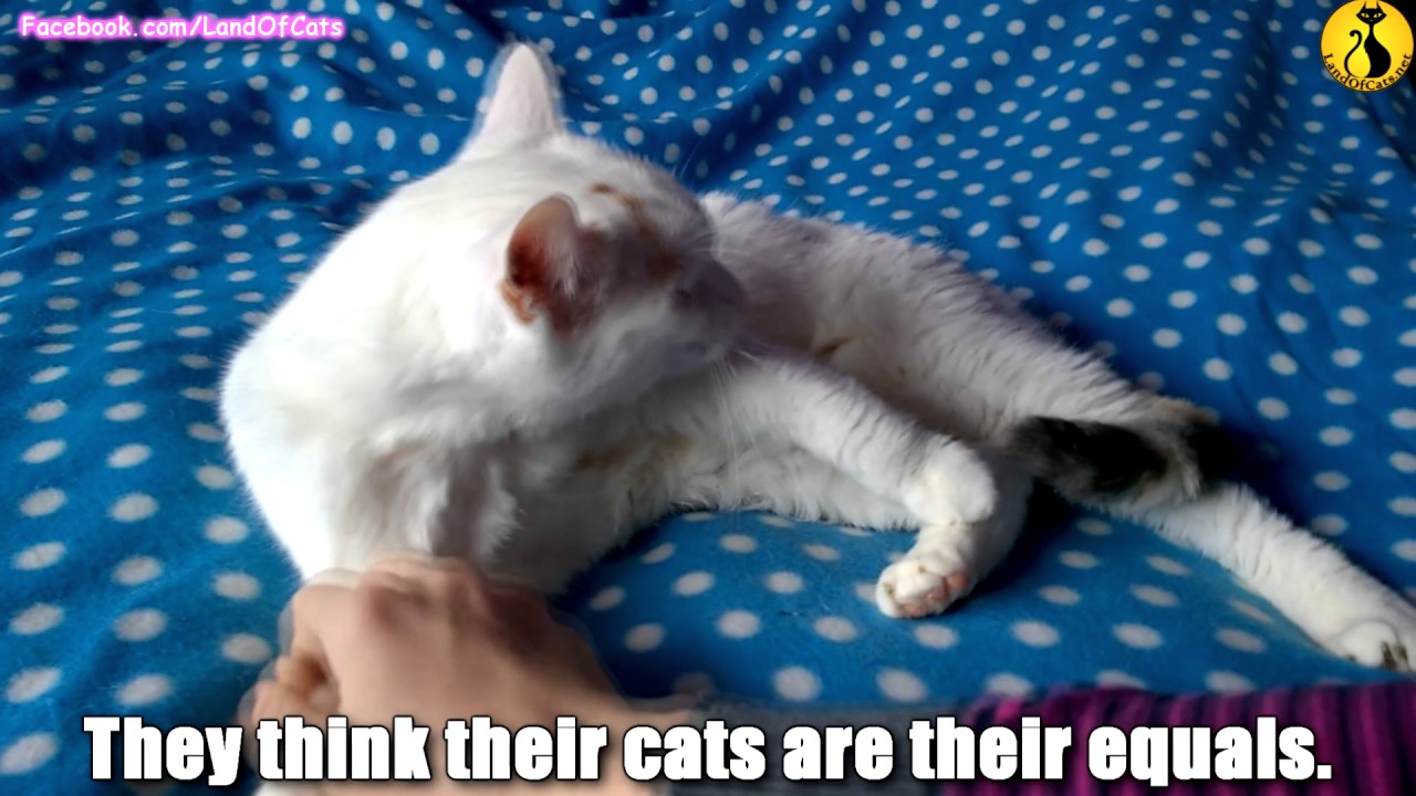 cats inn Cat persons stereotypes!