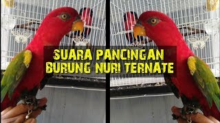 Burung Nuri ternate suaranya tinggi sekali!!! (Nuri ambon)