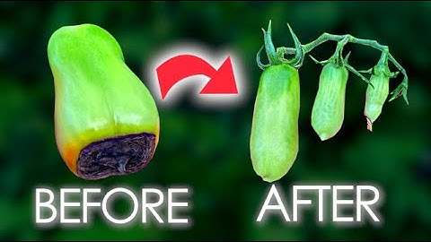 How I Stopped Blossom End Rot on My Tomato Plant