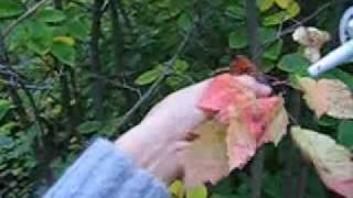 One Leaf At A Time