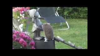 Adventurous Hedgehog searching for food