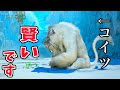 【ワイルズ】ドドブランゴの知性と仲間との絆【4K映像】