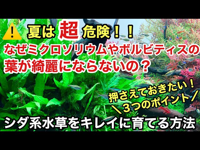 水草育成 daxy 育てる水草（S） | タネペラ