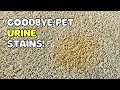 How to Remove Set-In Urine Stains From Carpet (Dog or Cat)