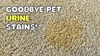 How to Remove SetIn Urine Stains From Carpet (Dog or Cat)