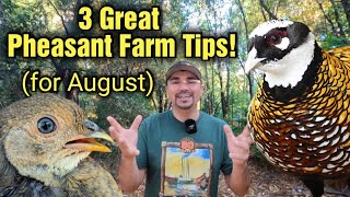 Top 3 Tips for the month of August