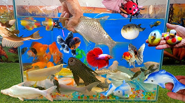 Video tổng hợp cá cảnh đẹp, động vật dễ thương, cá heo xanh, cá mè trắng, vịt, bọ rùa, cá mập hồng